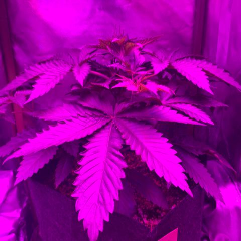 Unbekannte Sorte growlog timeline photo