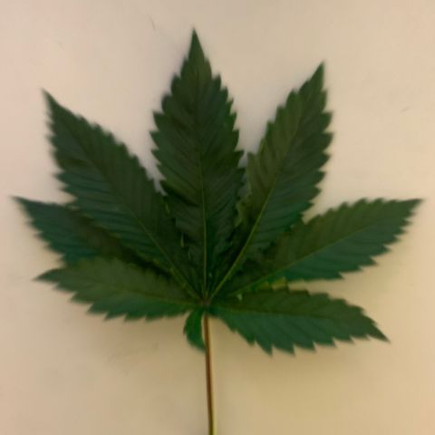 Unbekannte Sorte growlog timeline photo