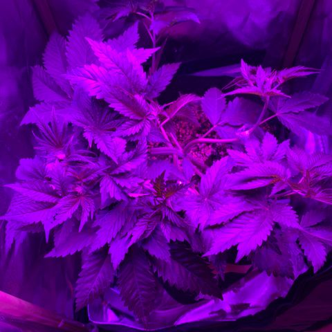 Unbekannte Sorte growlog timeline photo