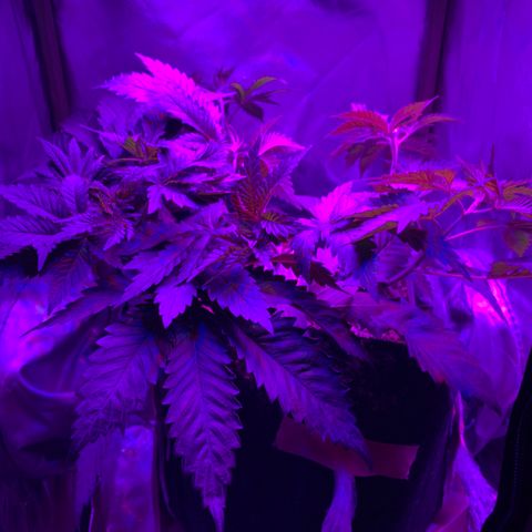 Unbekannte Sorte growlog timeline photo