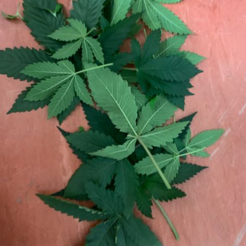 Unbekannte Sorte growlog photo: Lolipoping 