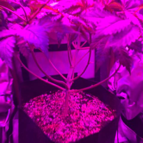 Unbekannte Sorte growlog timeline photo