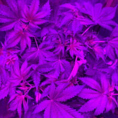 Unbekannte Sorte growlog timeline photo