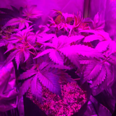 Unbekannte Sorte growlog timeline photo