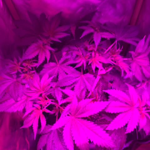 Unbekannte Sorte growlog timeline photo