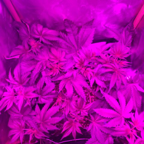 Unbekannte Sorte growlog photo: Erholung nach dem entlauben und dem Training 