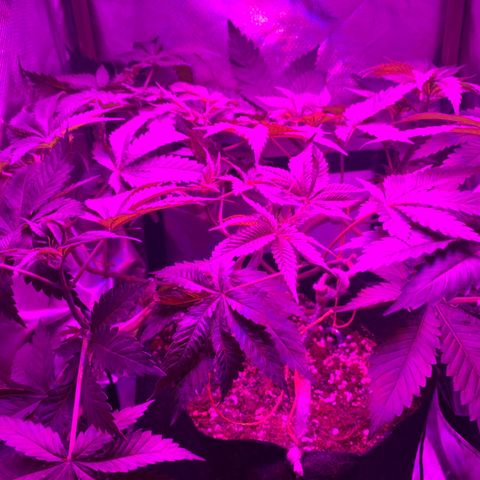 Unbekannte Sorte growlog photo: Erholung nach dem entlauben und dem Training 