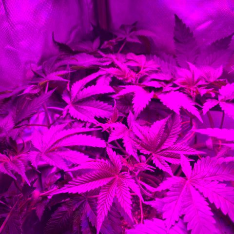 Unbekannte Sorte growlog photo: Erholung nach dem entlauben und dem Training 