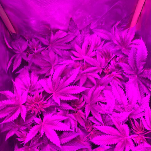Unbekannte Sorte growlog timeline photo