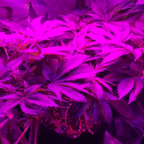 Unbekannte Sorte growlog timeline photo