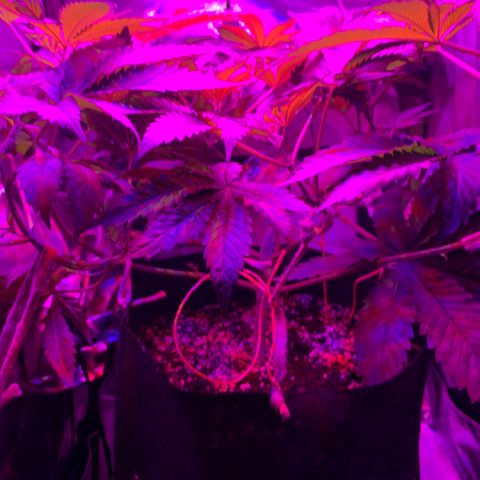 Unbekannte Sorte growlog timeline photo