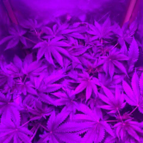 Unbekannte Sorte growlog timeline photo