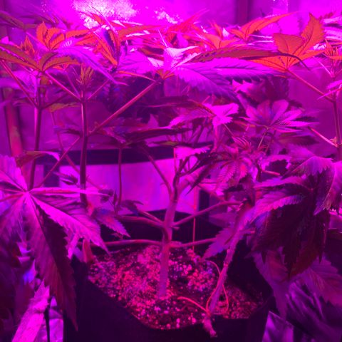 Unbekannte Sorte growlog timeline photo
