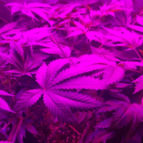 Unbekannte Sorte growlog timeline photo