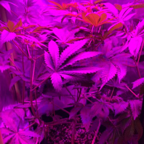 Unbekannte Sorte growlog timeline photo