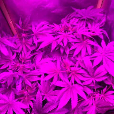 Unbekannte Sorte growlog timeline photo