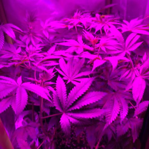 Unbekannte Sorte growlog timeline photo