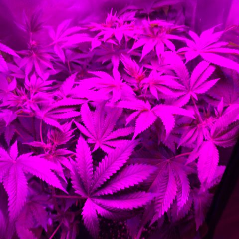 Unbekannte Sorte growlog timeline photo