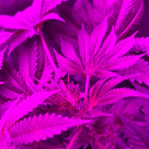 Unbekannte Sorte growlog timeline photo