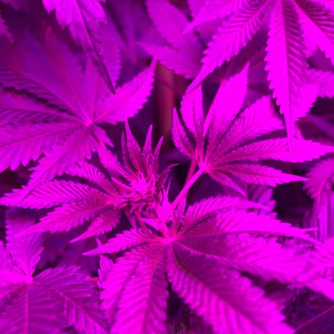 Unbekannte Sorte growlog timeline photo