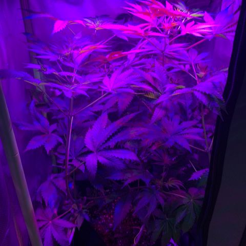 Unbekannte Sorte growlog timeline photo