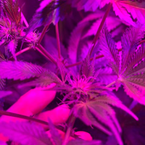 Unbekannte Sorte growlog timeline photo