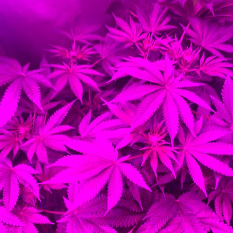 Unbekannte Sorte growlog timeline photo