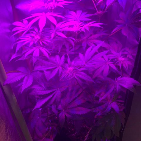 Unbekannte Sorte growlog timeline photo