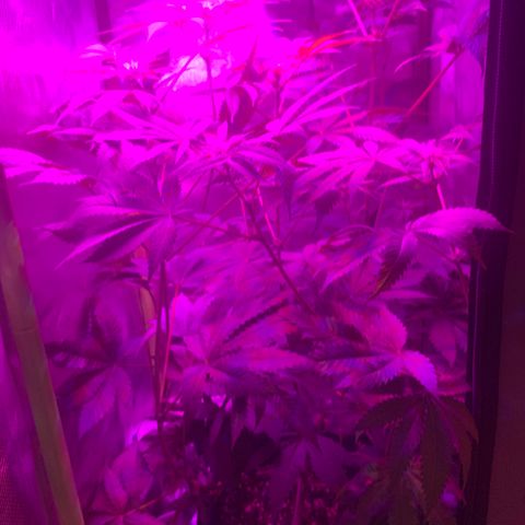 Unbekannte Sorte growlog timeline photo