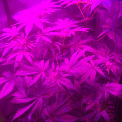 Unbekannte Sorte growlog timeline photo