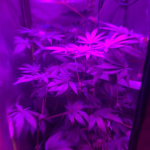 Unbekannte Sorte growlog timeline photo