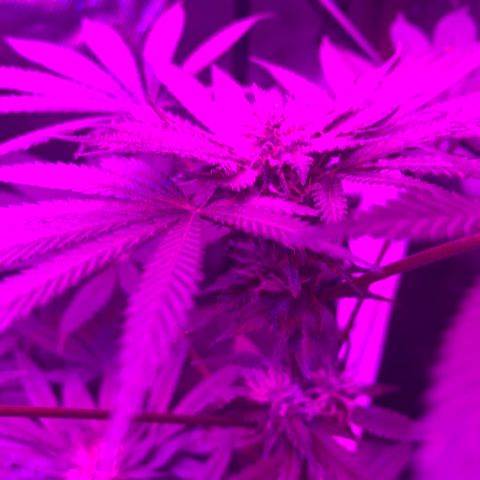 Unbekannte Sorte growlog timeline photo