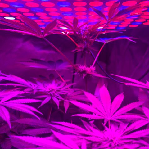 Unbekannte Sorte growlog timeline photo