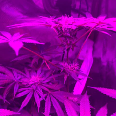 Unbekannte Sorte growlog timeline photo
