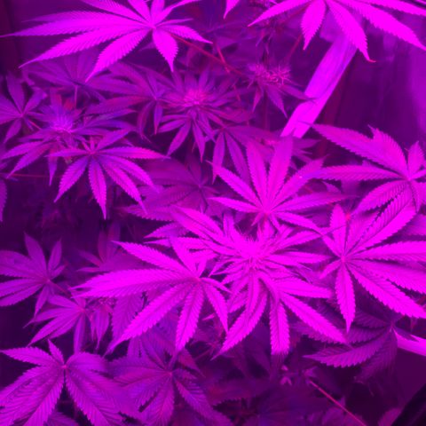 Unbekannte Sorte growlog timeline photo