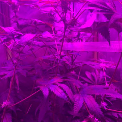 Unbekannte Sorte growlog timeline photo