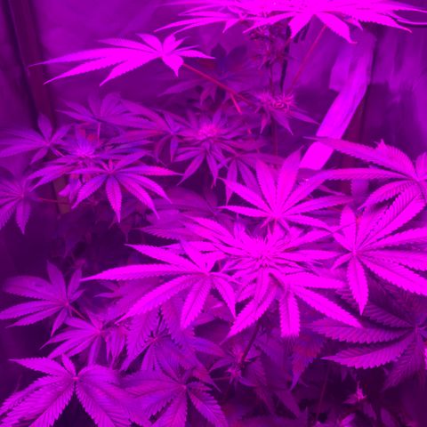 Unbekannte Sorte growlog timeline photo