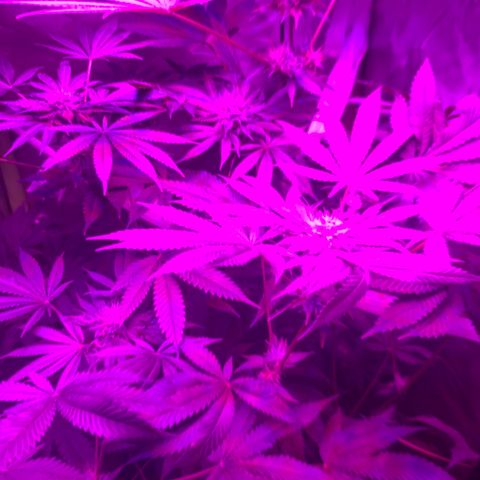 Unbekannte Sorte growlog timeline photo