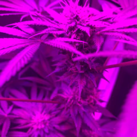 Unbekannte Sorte growlog timeline photo