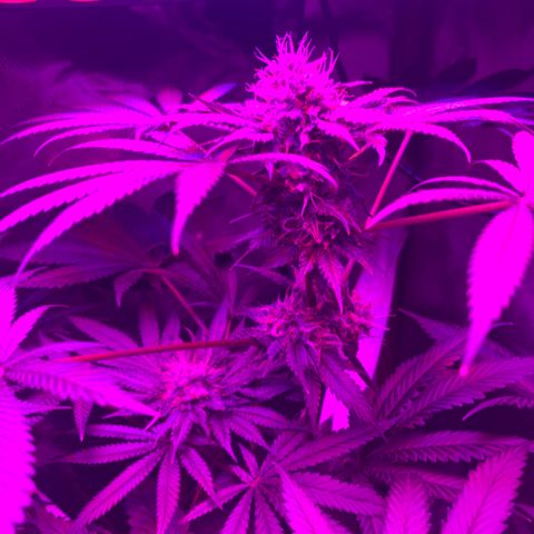 Unbekannte Sorte growlog timeline photo