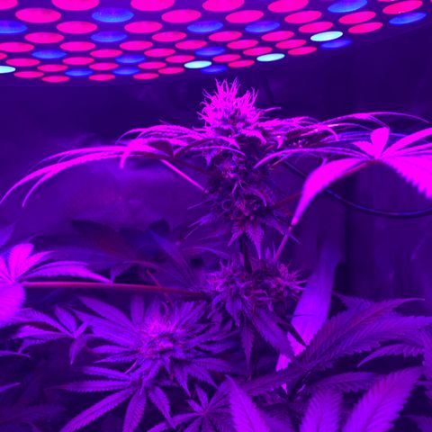 Unbekannte Sorte growlog timeline photo