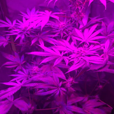 Unbekannte Sorte growlog timeline photo