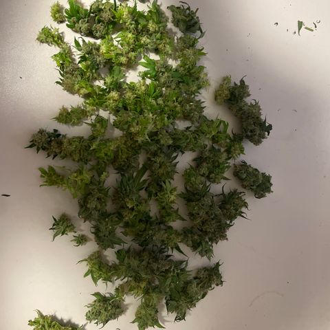 Unbekannte Sorte growlog photo: Ernte 