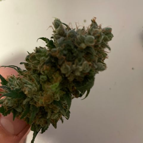 Unbekannte Sorte growlog photo: Ernte 