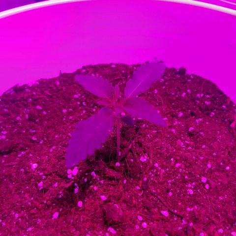 Blueberry Haze #1 growlog timeline photo