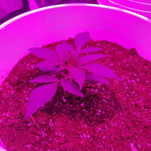 Blueberry Haze #1 growlog timeline photo
