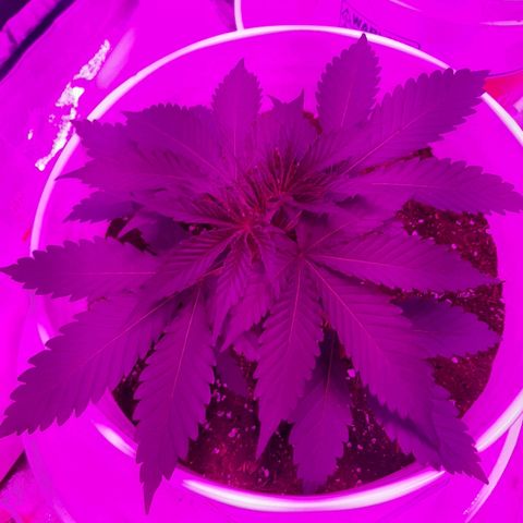 Blueberry Haze #1 growlog timeline photo