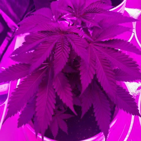 Blueberry Haze #1 growlog timeline photo