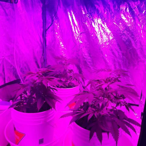 Blueberry Haze #1 growlog timeline photo