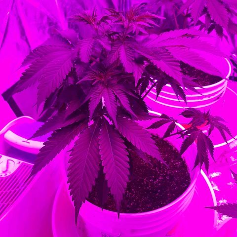 Blueberry Haze #1 growlog timeline photo